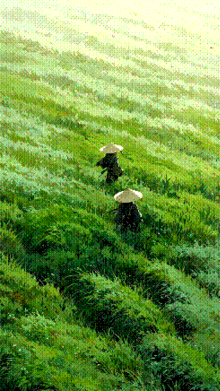 Bitgrain applied to the sample photo