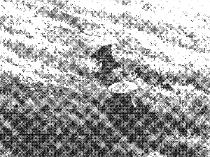 키 큰 풀숲을 걸어가는 두 삿갓 나그네의 클로즈업 크롭, Dotcross 필터 적용 후 — 암부에서 원형 점이 십자가로 변형되는 모핑 하프톤 망점